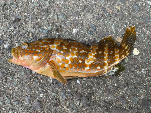 キジハタの釣果