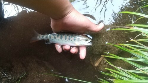 ヤマメの釣果