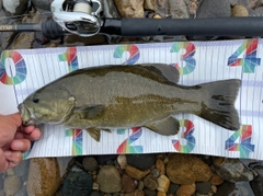 スモールマウスバスの釣果