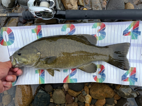 スモールマウスバスの釣果