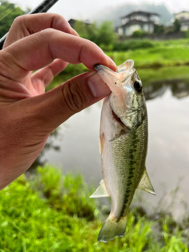 ラージマウスバスの釣果