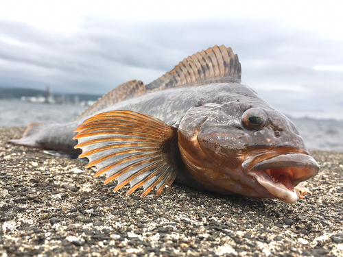 アイナメの釣果