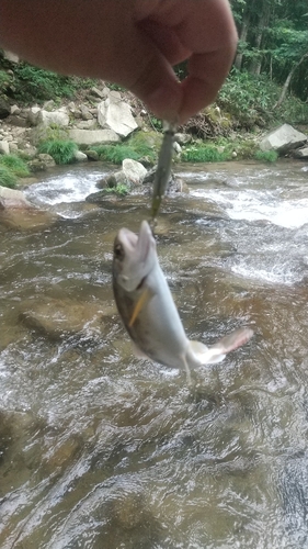 ヤマメの釣果