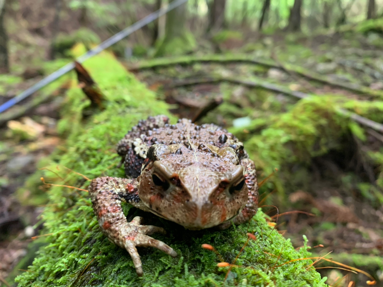 アマゴ