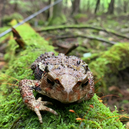 アマゴ