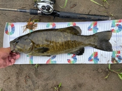 スモールマウスバスの釣果