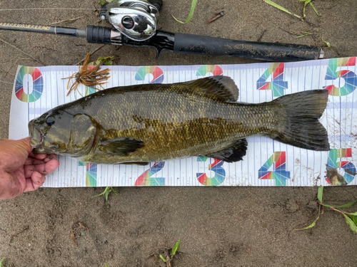 スモールマウスバスの釣果