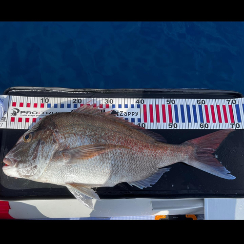 アマダイの釣果