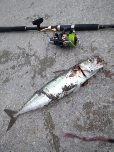 マサバの釣果