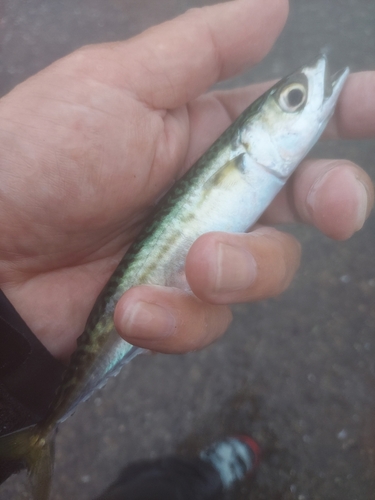 サバの釣果