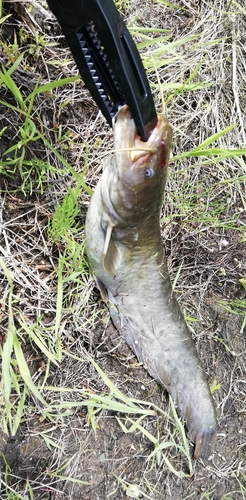 マナマズの釣果