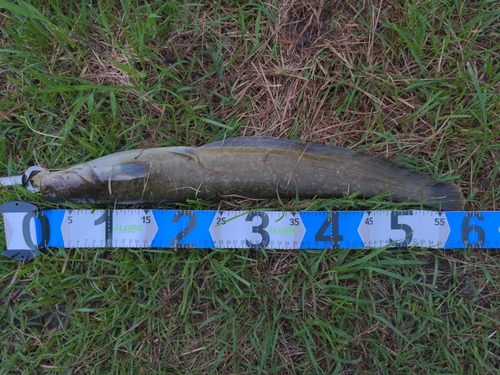 マナマズの釣果