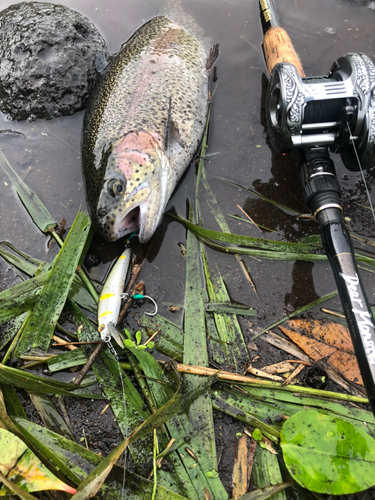 ニジマスの釣果