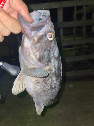 クロソイの釣果