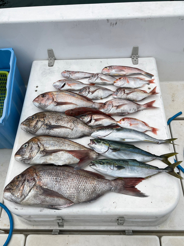 タイの釣果