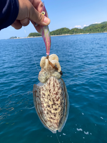 シリヤケイカの釣果