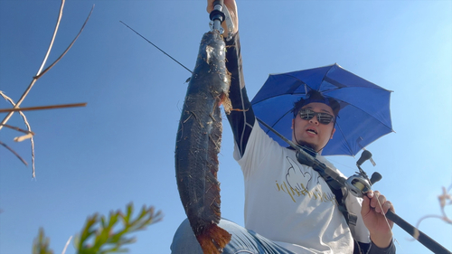 イワトコナマズの釣果