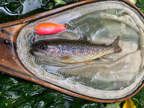 エゾイワナの釣果