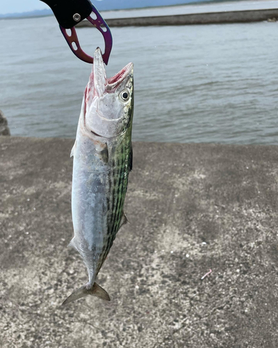 ハガツオの釣果