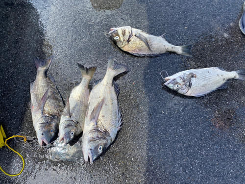 チヌの釣果