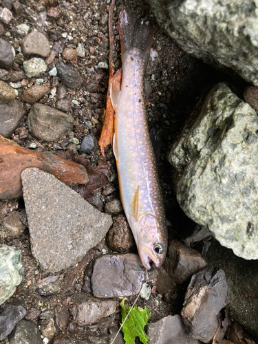 ニッコウイワナの釣果