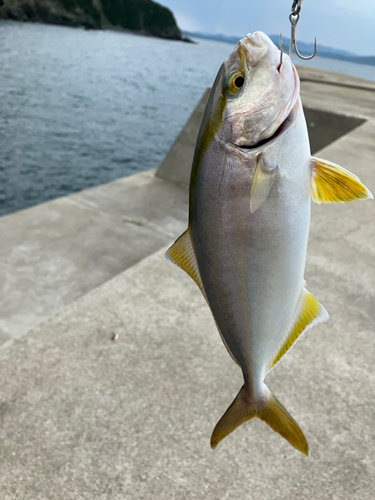 ネリゴの釣果