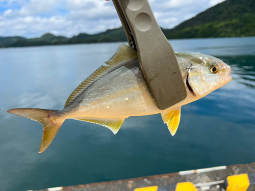 ショゴの釣果