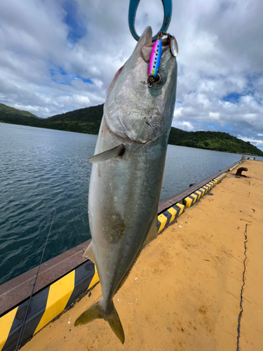 ヤズの釣果