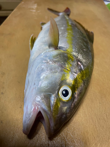 ショゴの釣果