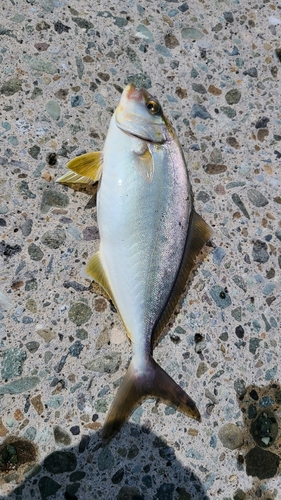 ショゴの釣果