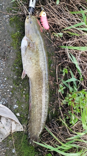 ナマズの釣果