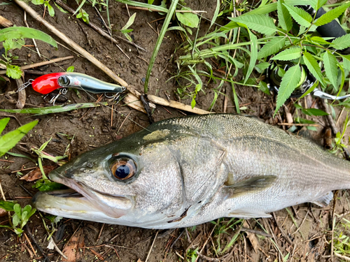 スズキの釣果