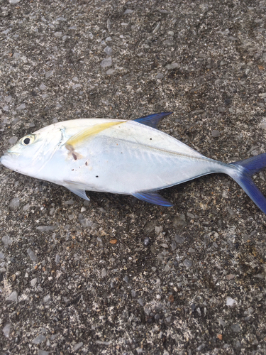 ナンヨウカイワリの釣果