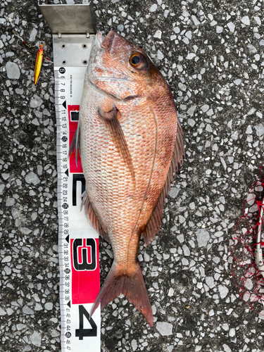 マダイの釣果