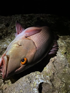 バラフエダイの釣果