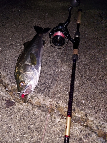 シーバスの釣果