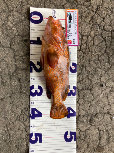 アコウの釣果