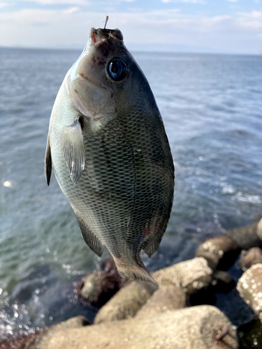 クチブトグレの釣果