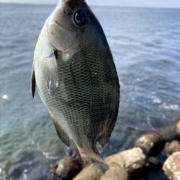 クチブトグレ