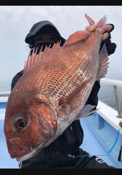 タイの釣果