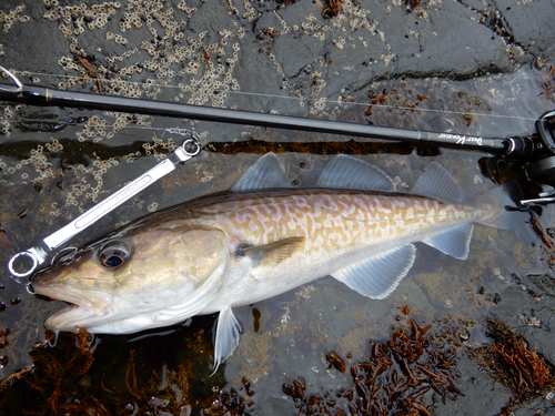 マダラの釣果