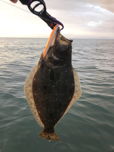 ヒラメの釣果