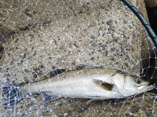 フッコ（マルスズキ）の釣果