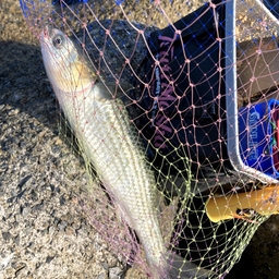 初流の釣果