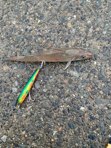 キスの釣果