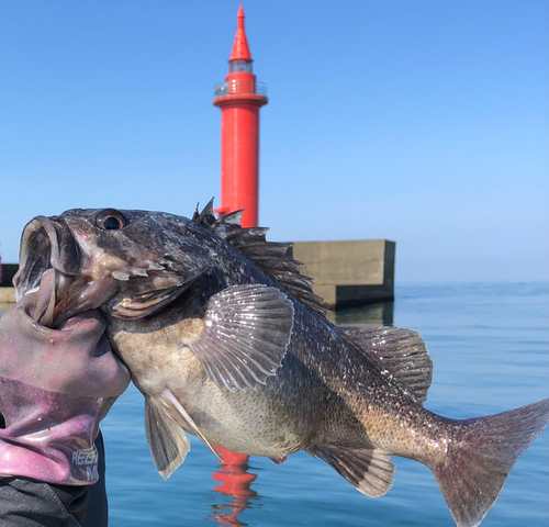 クロソイの釣果