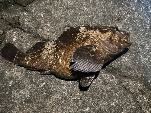 ムラソイの釣果