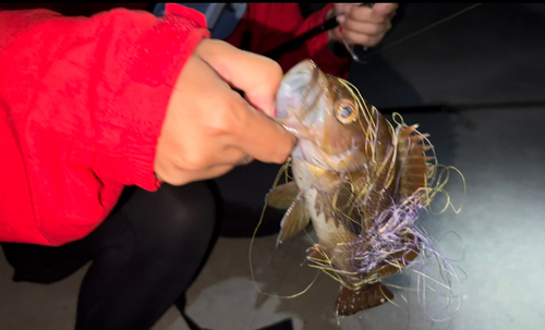 エゾメバルの釣果