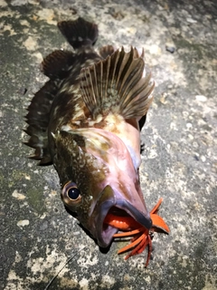 ガシラの釣果