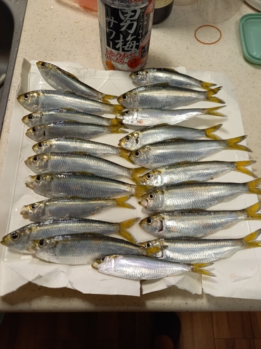 サッパの釣果